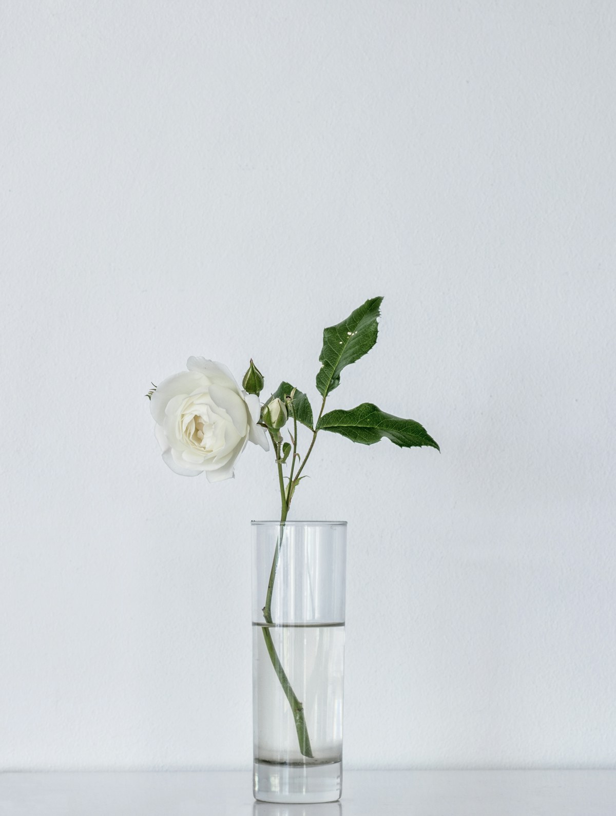 White rose in a glass vase